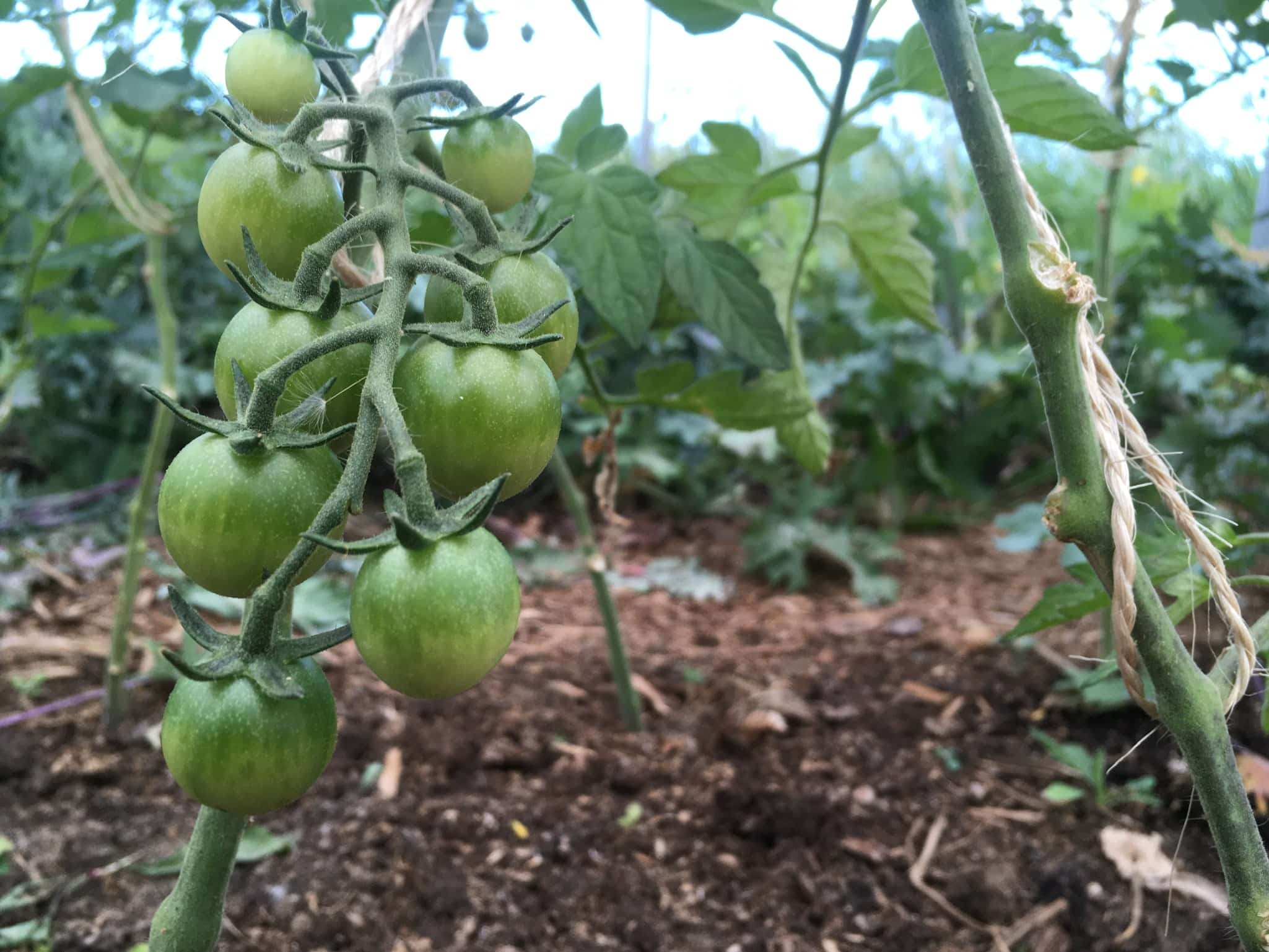 Green tomatoes on the vine - CSA Week 3 and making a trip to Dufferin Grove