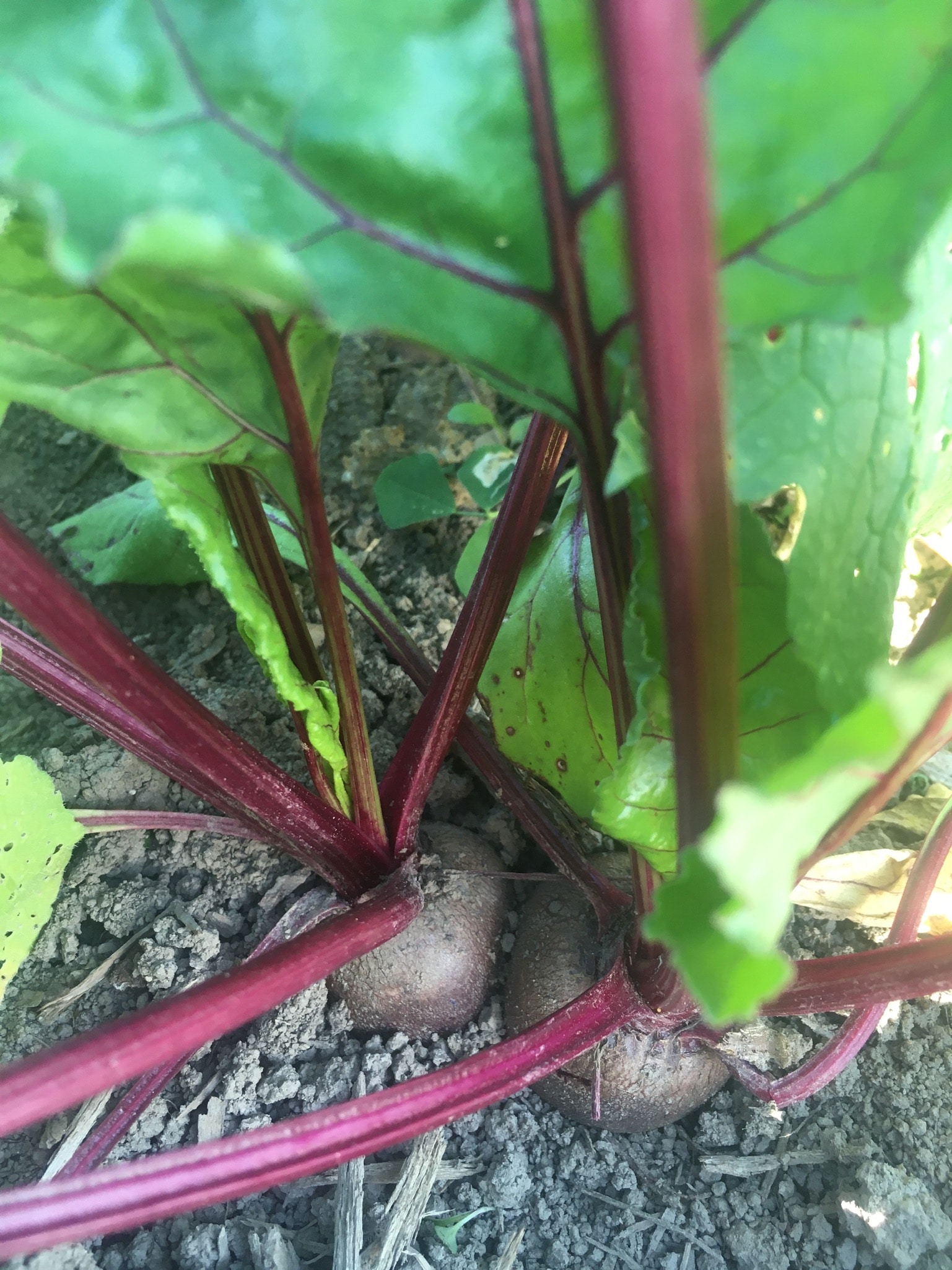 Organic Beets in the Ground - 🌬️ Walloping Winds, Stirling Market, & CSA Week 2