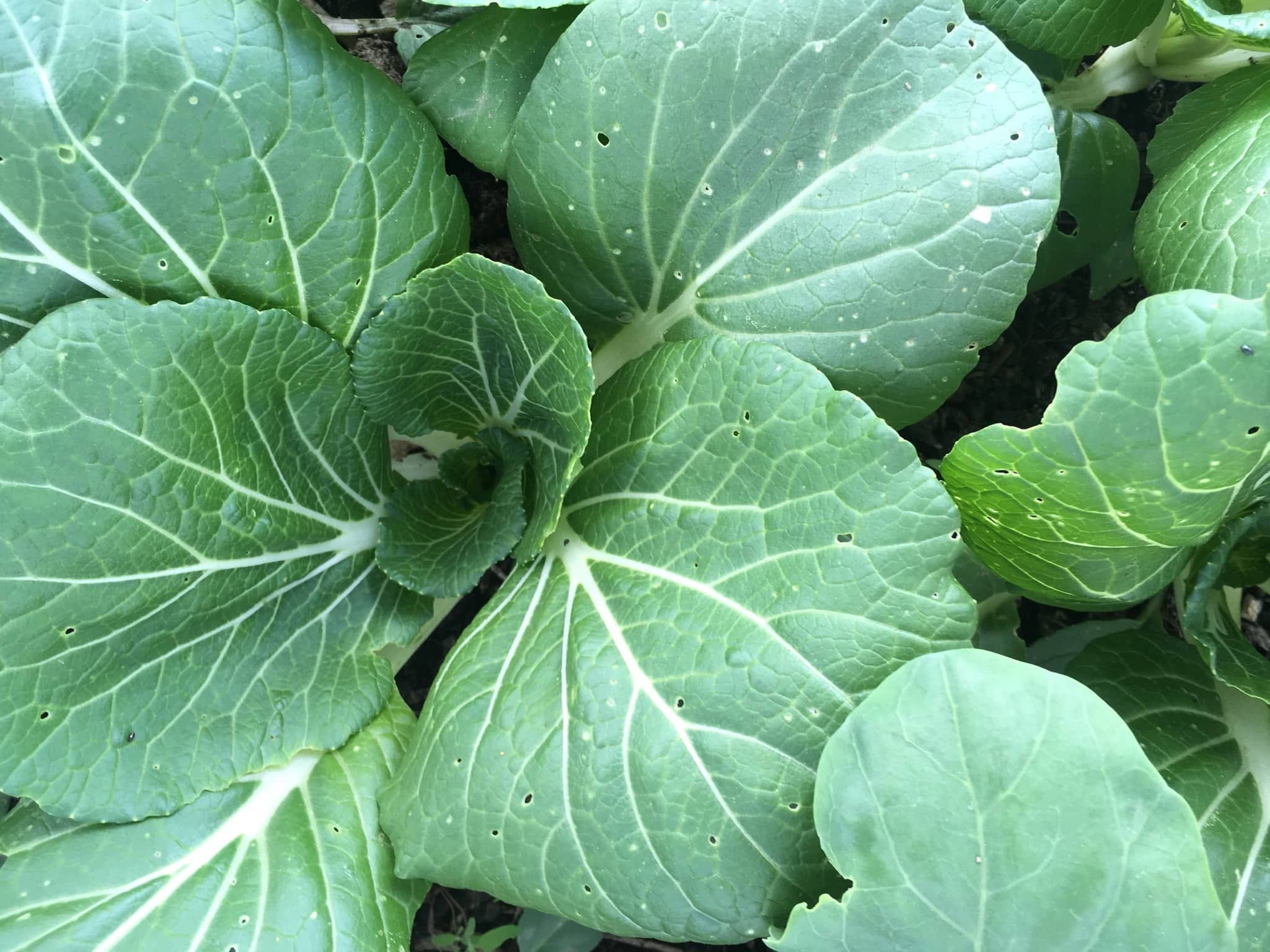 Organic Leafy Greens - Week One of CSA 2022, plus the June Hamper!
