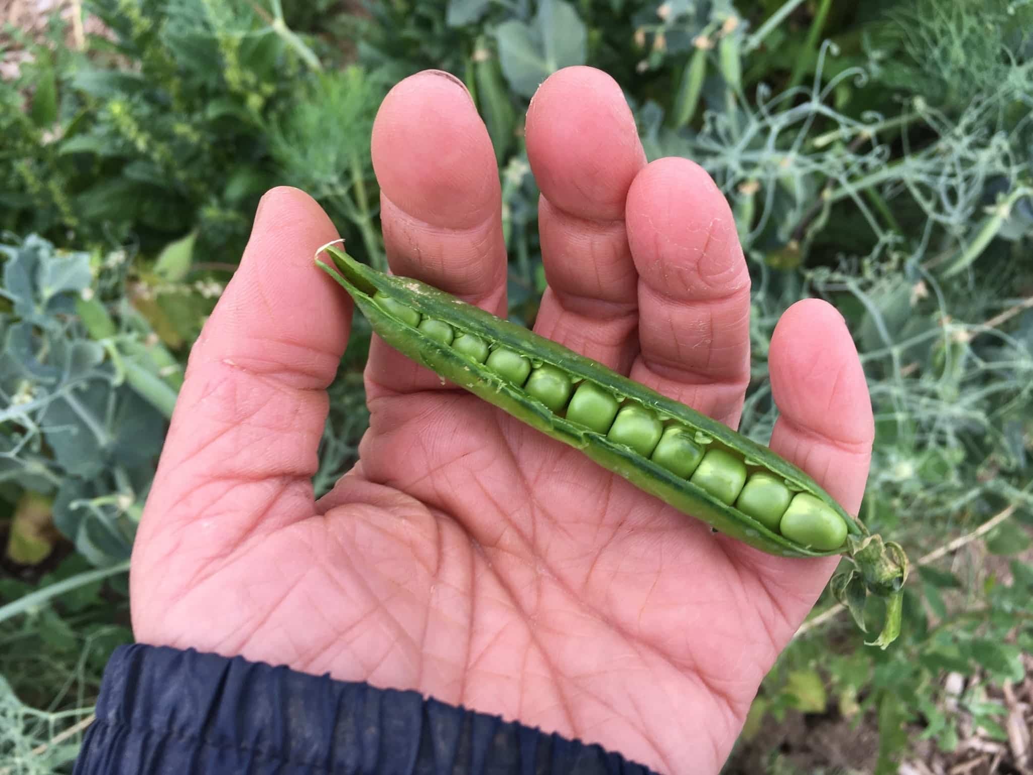 Peas in a Pod - CSA Week 3 and making a trip to Dufferin Grove