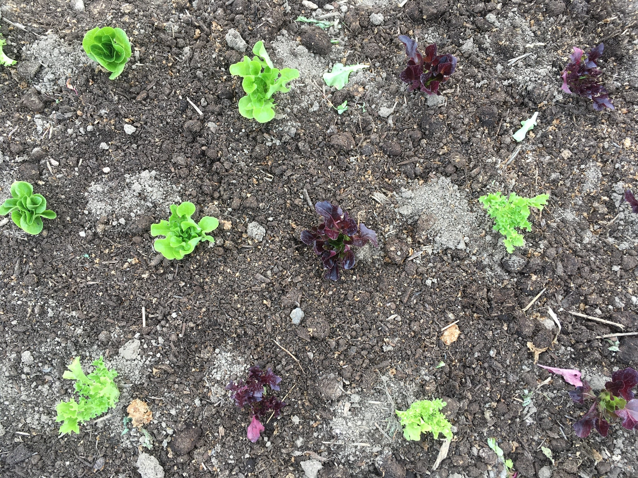 Salad in the Ground - CSA Week 3 and making a trip to Dufferin Grove