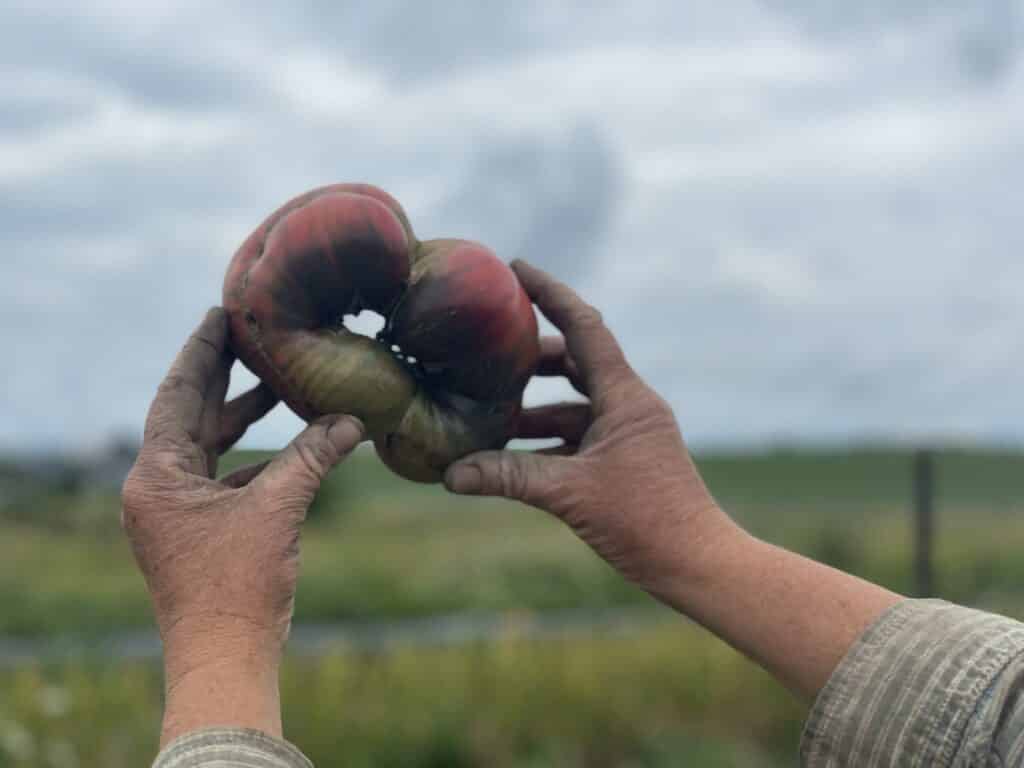 Heart Tomato - The Information Superhighway was built for Garlic