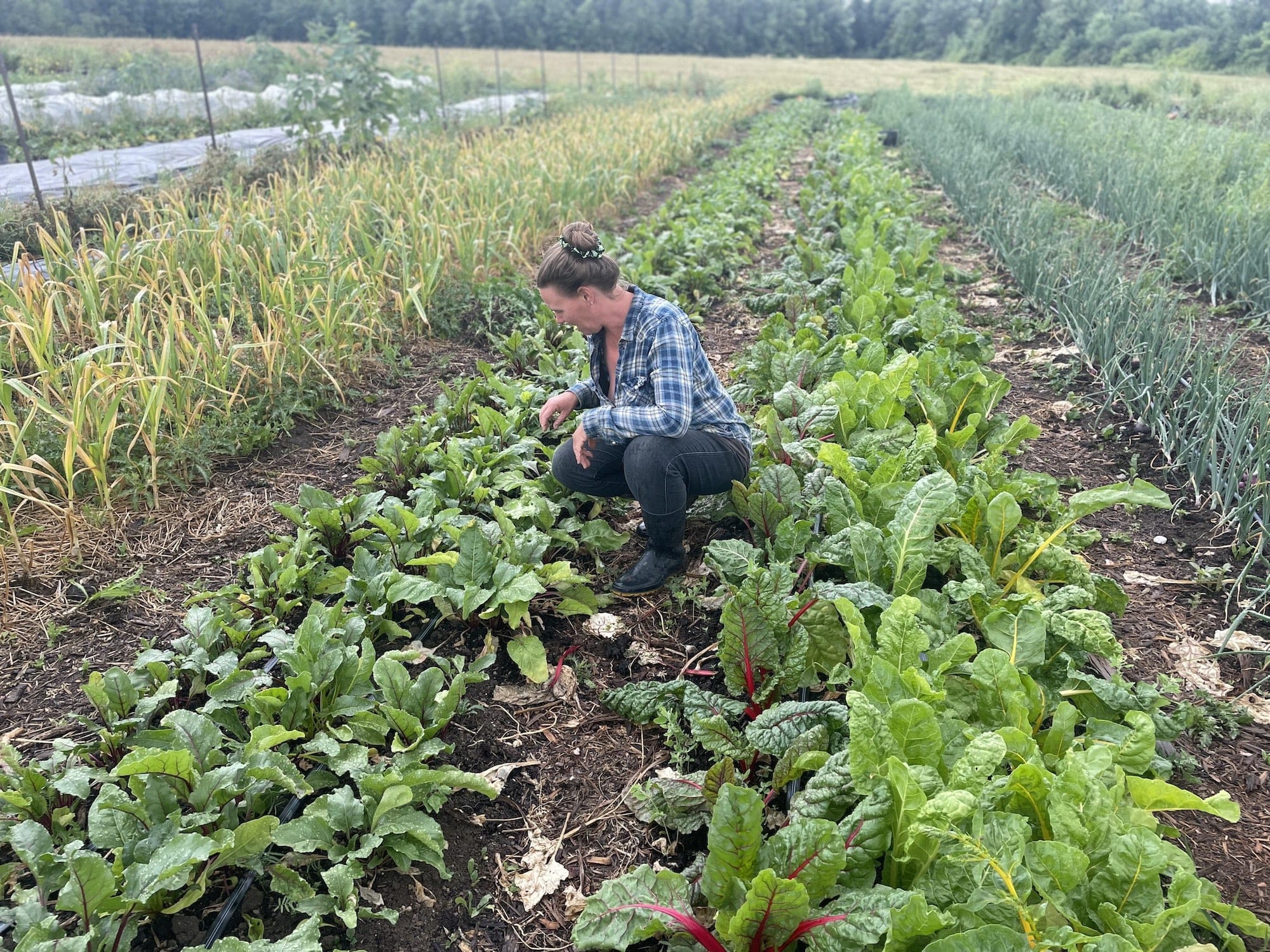 In the field - More Rain.
