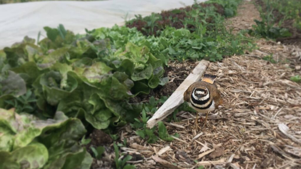 Killdeer and Lettuce - Crouching Lettuce, Hidden Killdeer