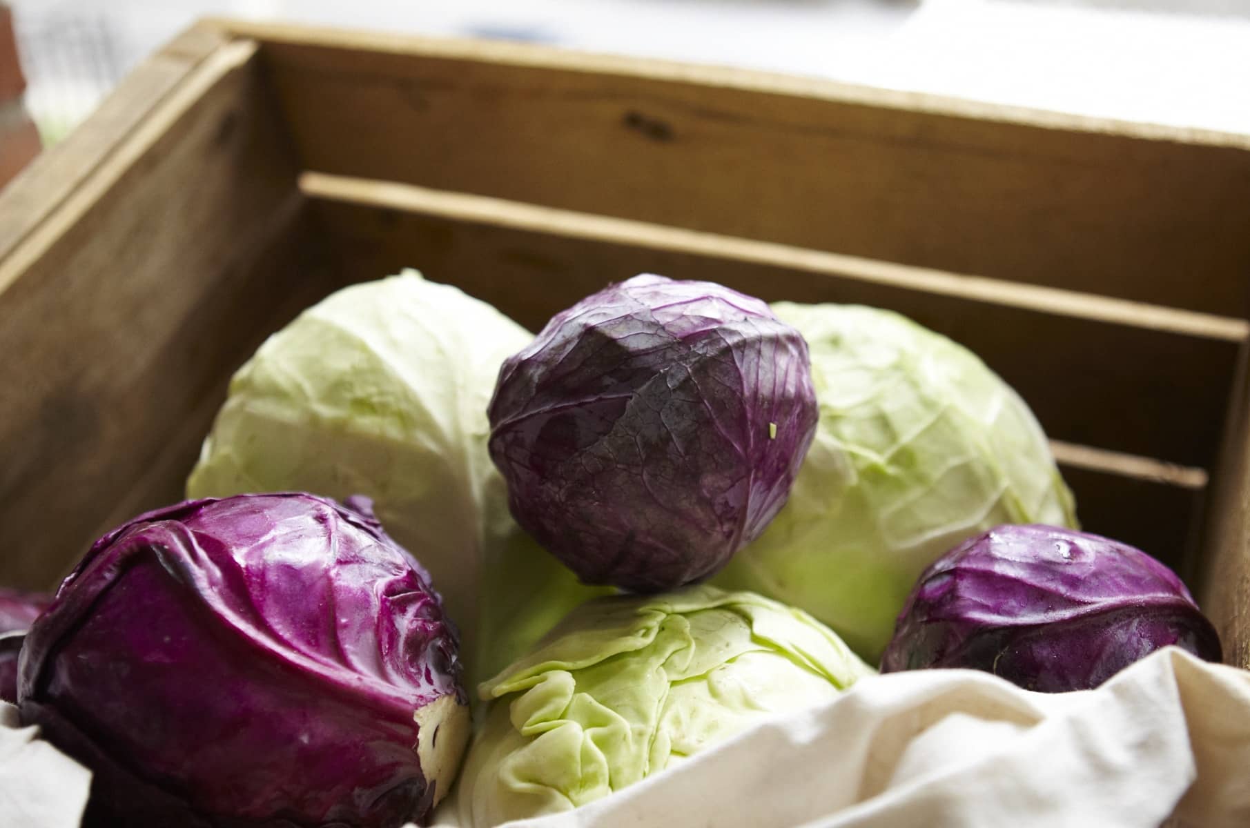 Organic CSA Cabbage 1 - Home Home