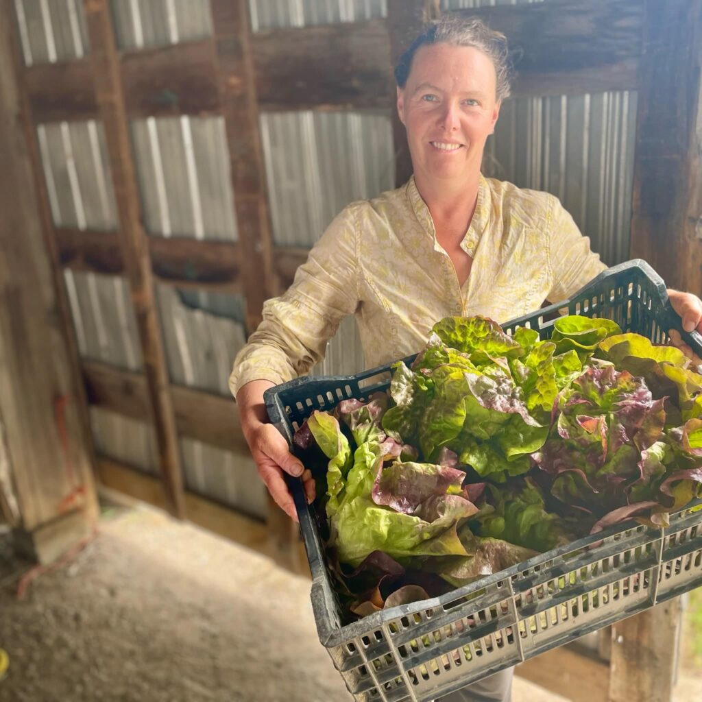 Organic Lettuce Harvest - Crouching Lettuce, Hidden Killdeer