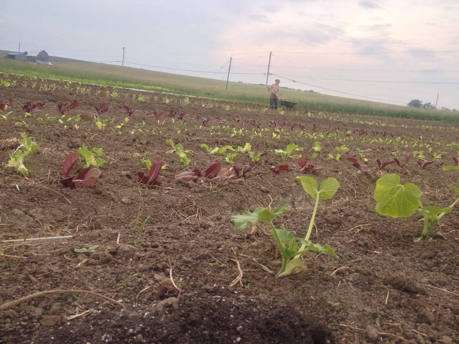 Organic Little Plants