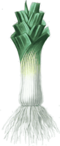 A Leek