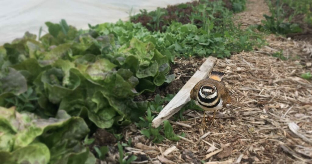 cropped Killdeer and Lettuce - Five Reasons to be a part of our CSA