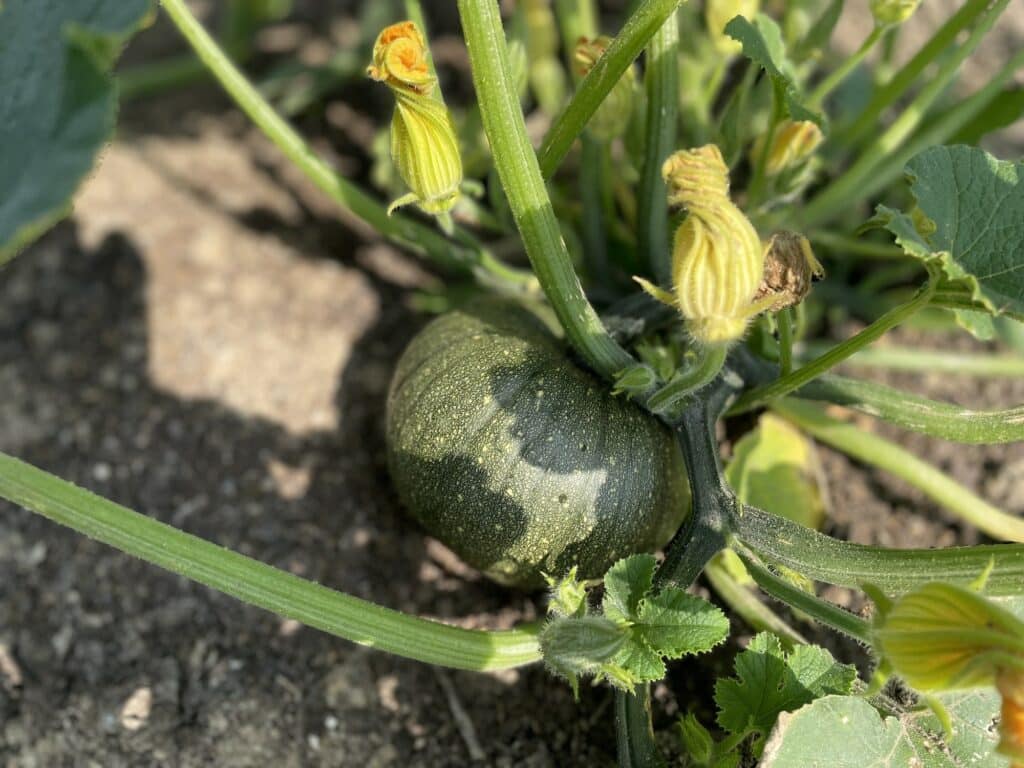 Fine Young Pumpkin - Garlic Harvests and Driveway Navigation