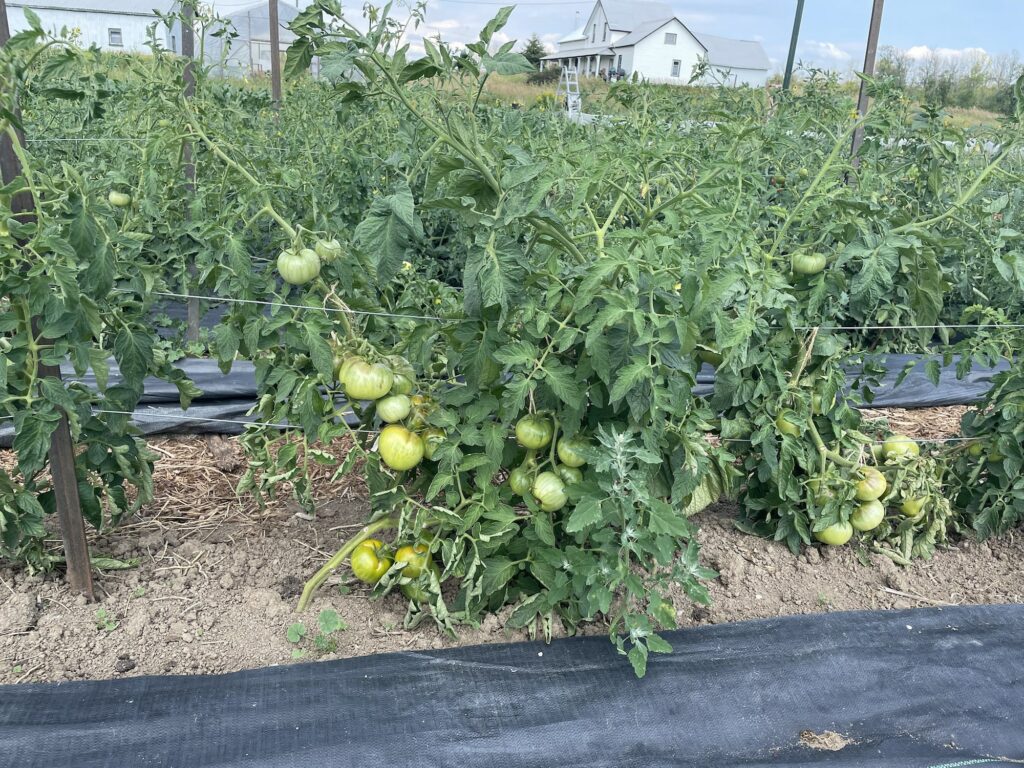 Green Tomatoes - Garlic Harvests and Driveway Navigation
