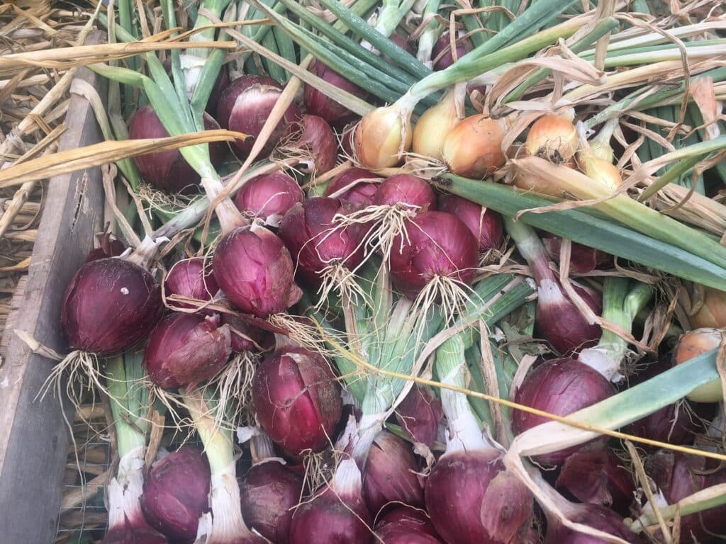 Harvest Red Onions - Varmint Patrols at Dusk & Plenty o' Garlic