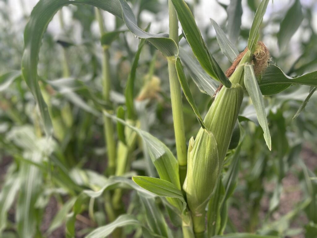 Organic Cornfield near stirling - I'm as Corny as Quinte in August