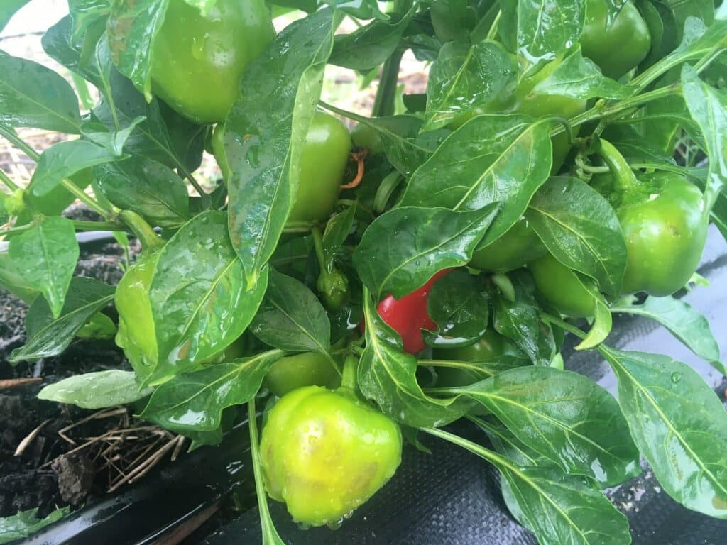 Organic Green Pepper Growing on the plant - Varmint Patrols at Dusk & Plenty o' Garlic