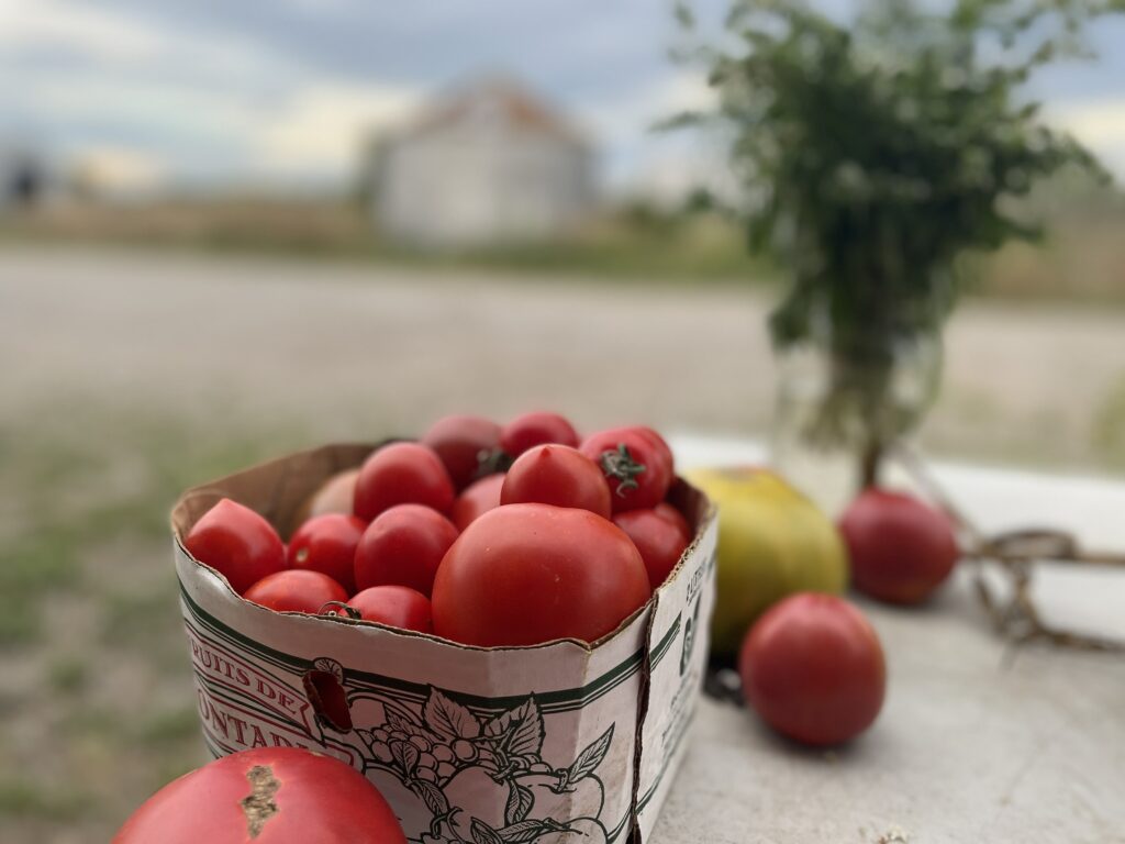 Portrait of small town farm tomatoes - I'm as Corny as Quinte in August