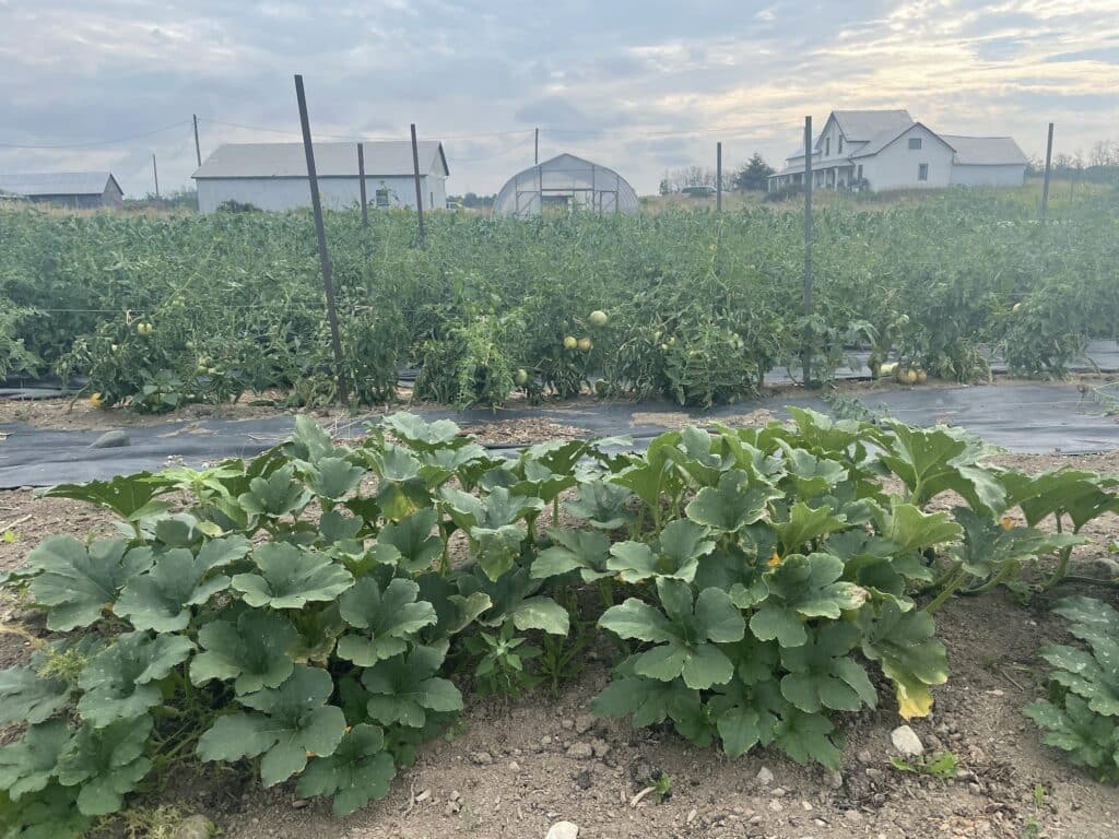 Small Scale Farm - Horsefly Repellant & The Fruits of our Labour