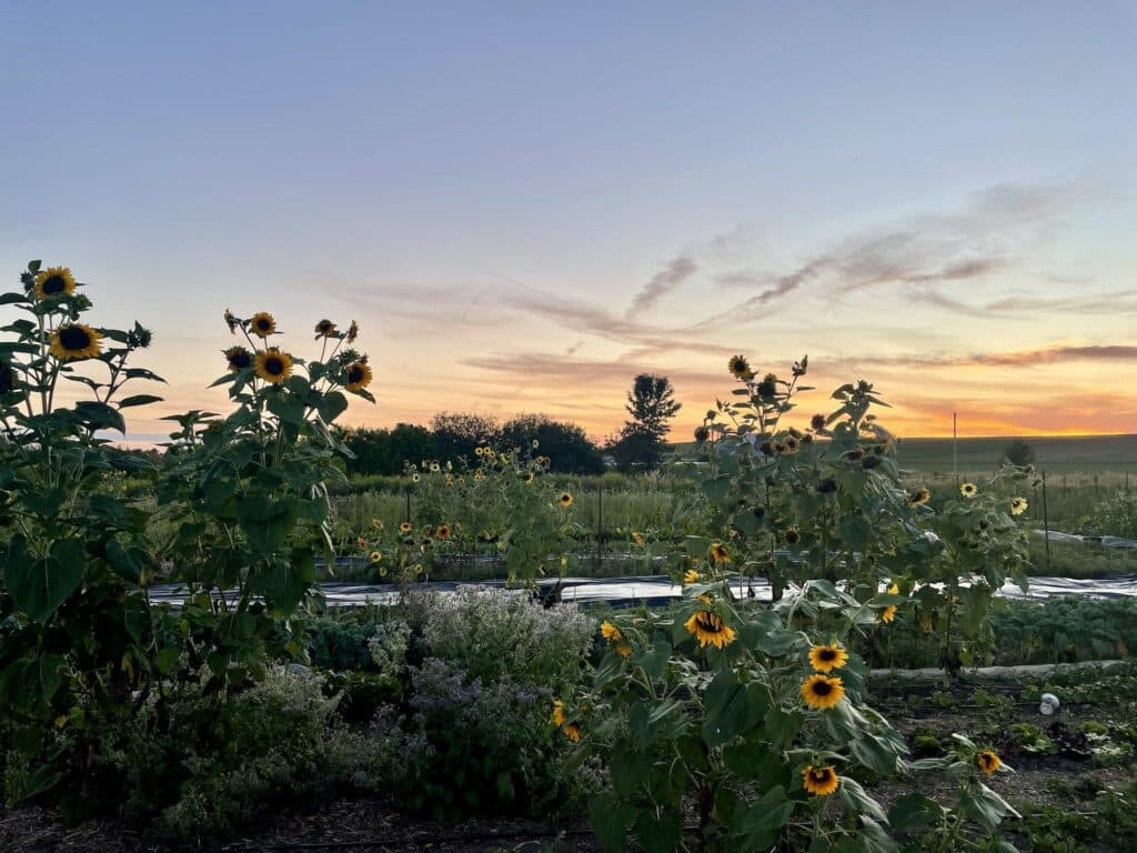 Sunflowers at Sunset - When Life Gives You Drought, Make Salsa 🔥