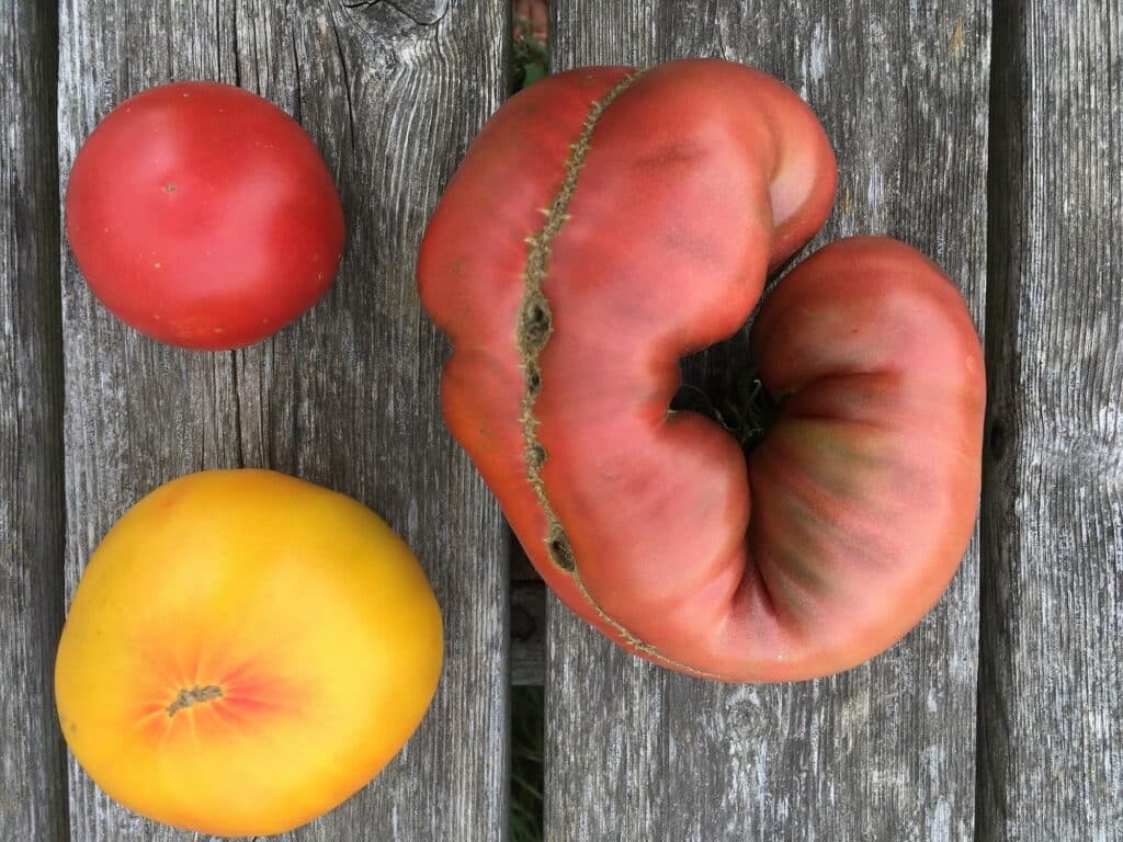 The Topography of Heirloom Tomatoes - Horsefly Repellant & The Fruits of our Labour
