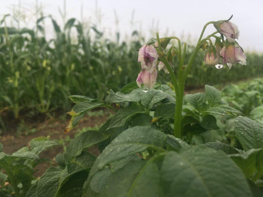 Vegetable garden flower in the rain - Varmint Patrols at Dusk & Plenty o' Garlic