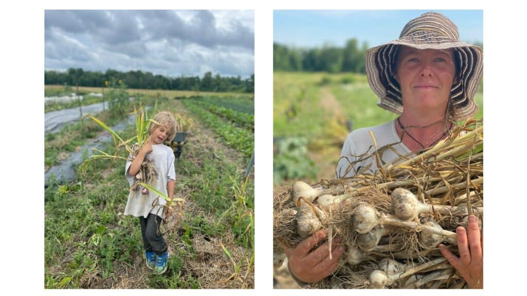 garlic harvest 2022