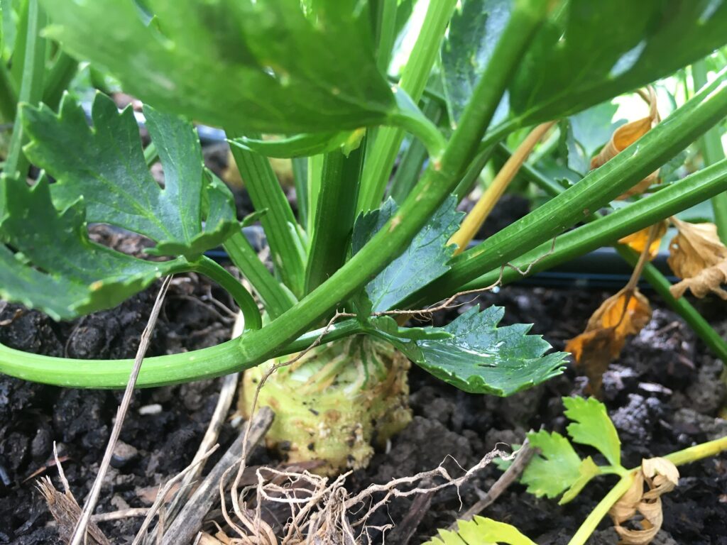 Celeriac - Borrowed Thyme, Impending Rime