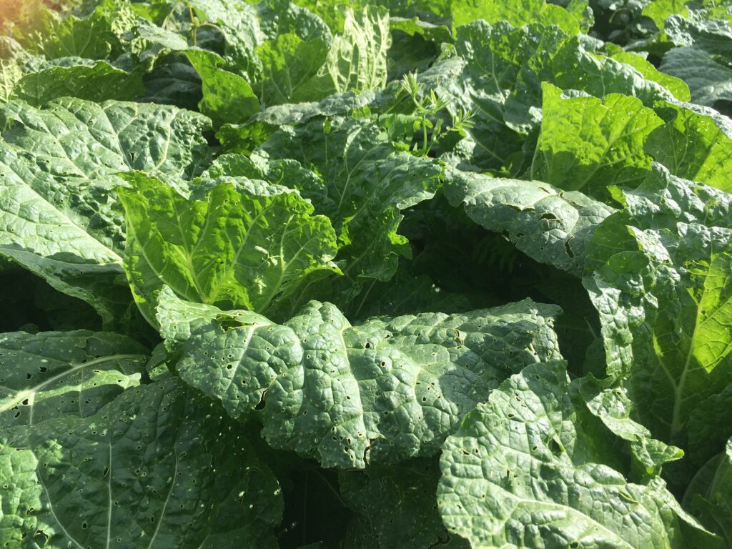 Napa Cabbage - Borrowed Thyme, Impending Rime