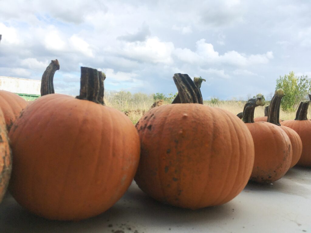 Pumpkin Gala - Borrowed Thyme, Impending Rime