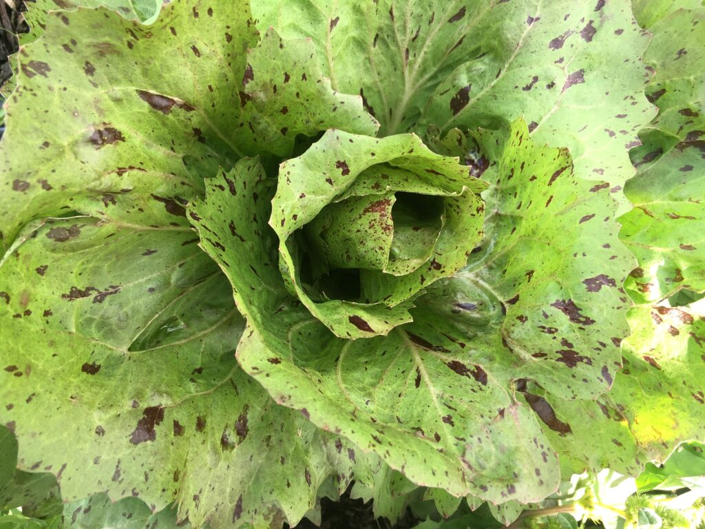 Radicchio - Borrowed Thyme, Impending Rime