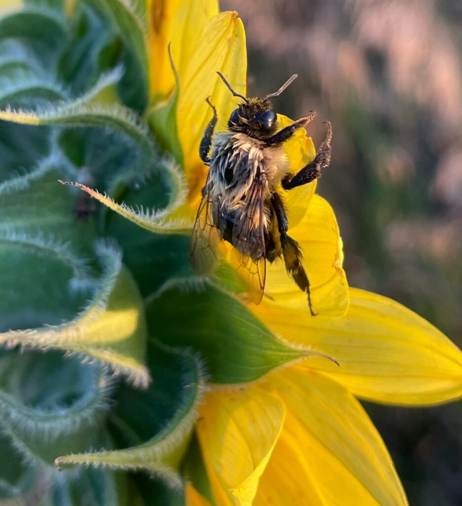 Wet Bee on a Sunflower - Buzzzzz