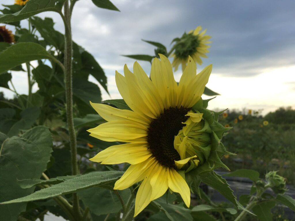 fall sunflower - Sunset on Summer and This One Cow