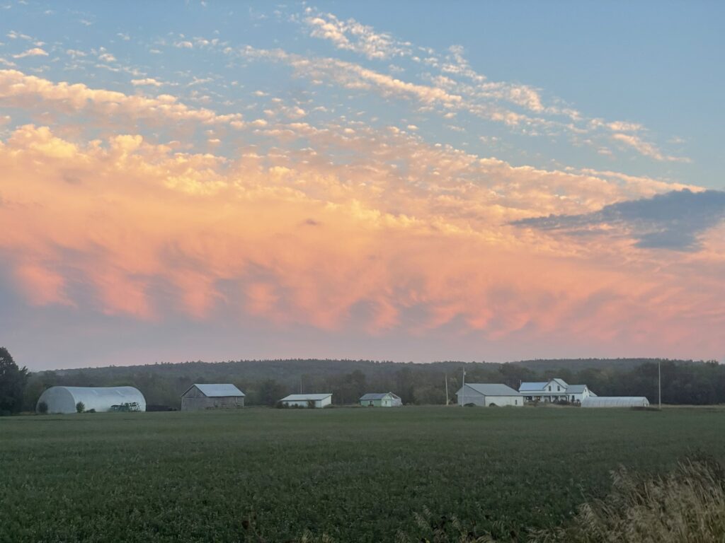 farm sunet - Sunset on Summer and This One Cow