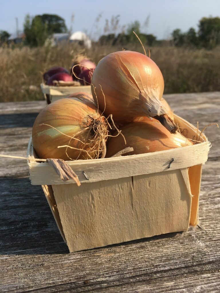 onions - Sunset on Summer and This One Cow