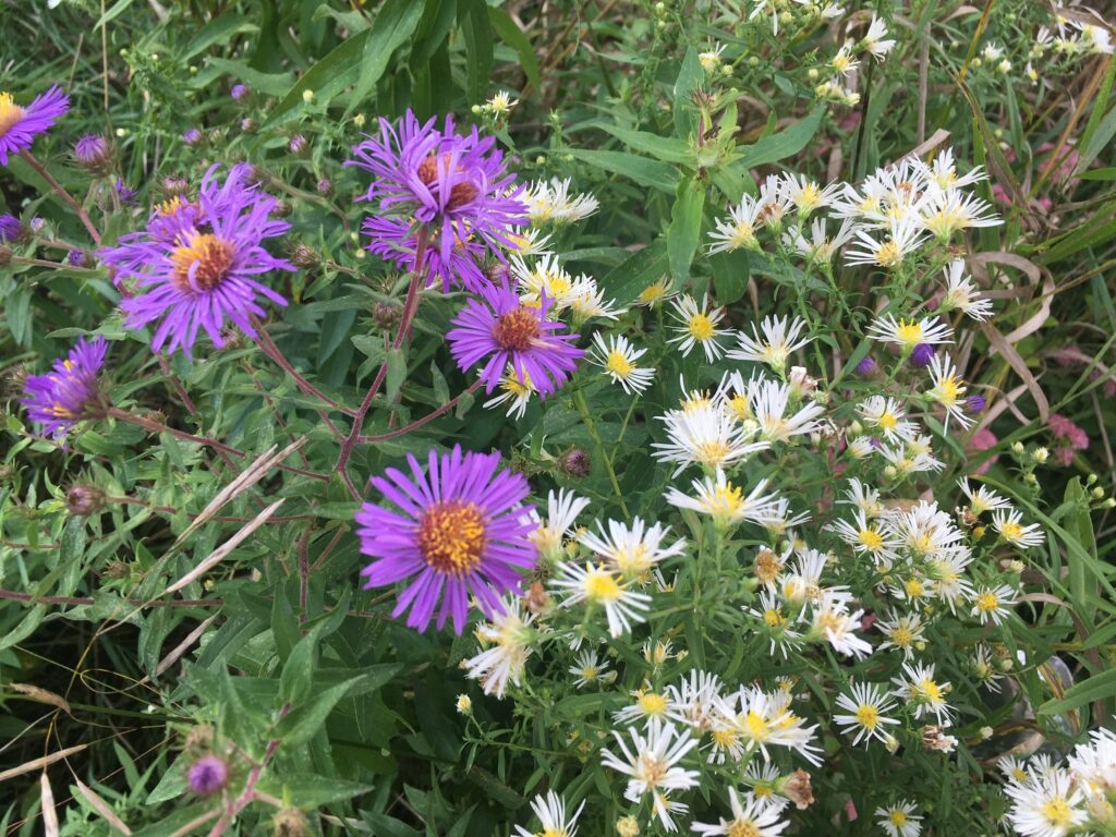 polinated organic flowers - Buzzzzz