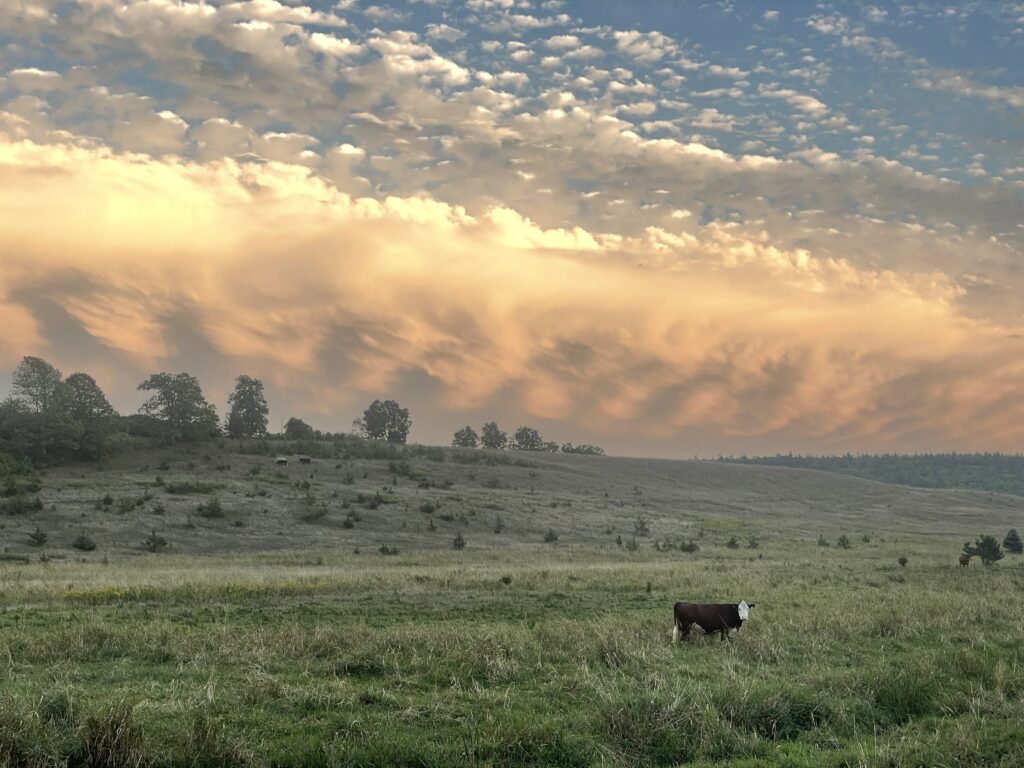 Sunset Cow