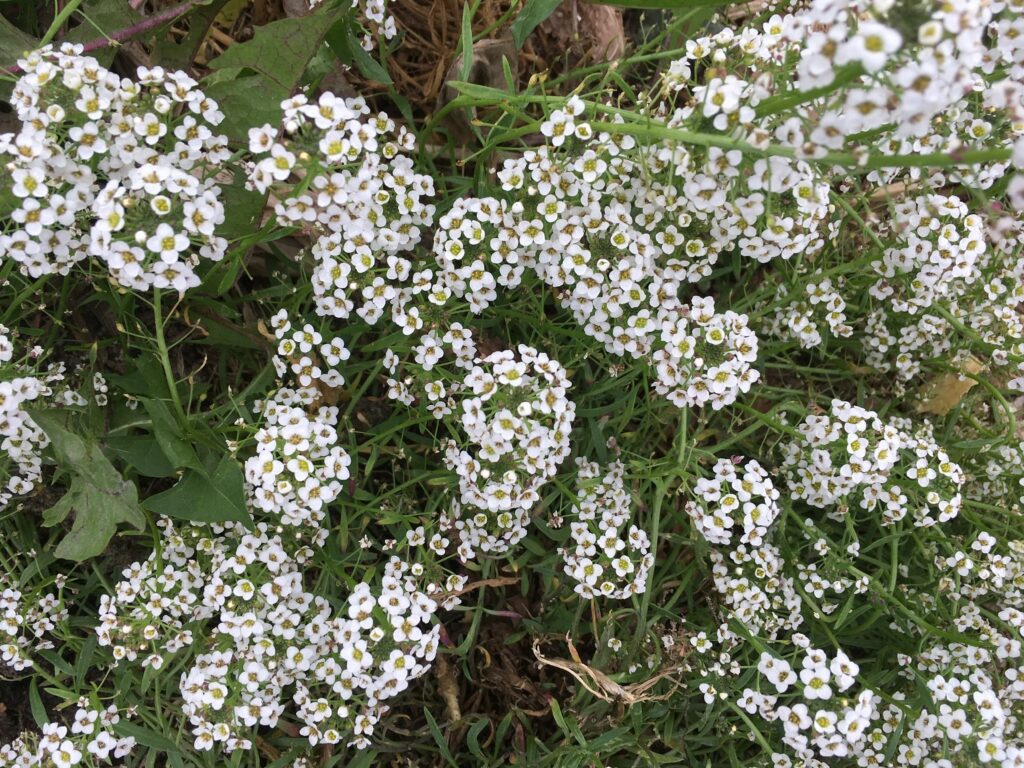 Alyssum - Wandering Turkeys, Beckoning Sofa