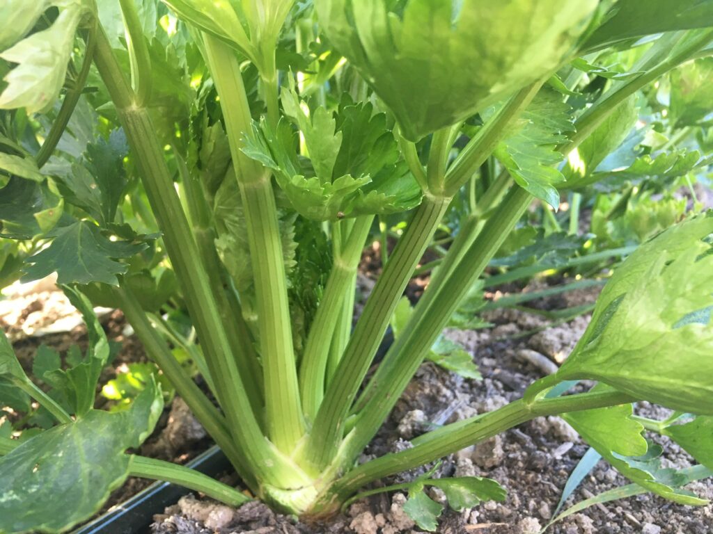 Celery in the ground 1 - A Frosty Reminder to Give Thanks for the Harvest￼