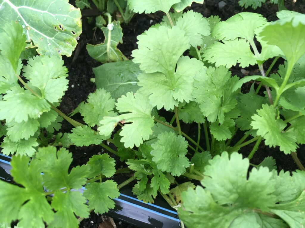 Cilantro Sproing - Wandering Turkeys, Beckoning Sofa