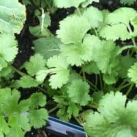 Cilantro