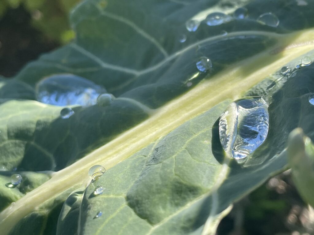 Droplet - Foliage Status: Splendorous!