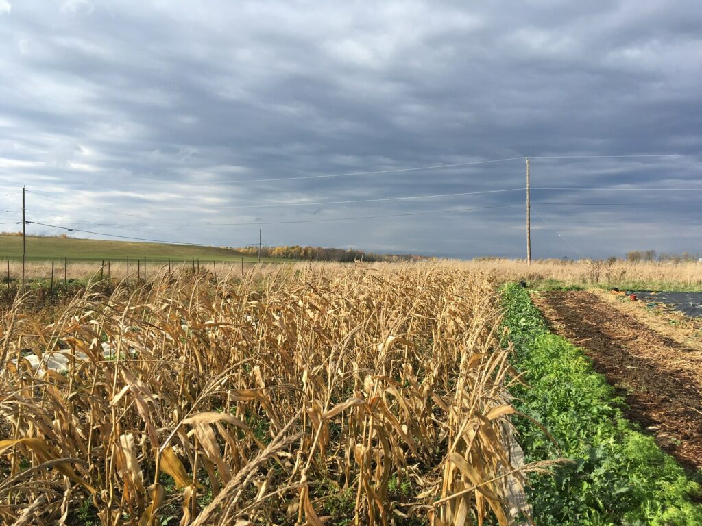 Fall Field and Sky - Wandering Turkeys, Beckoning Sofa