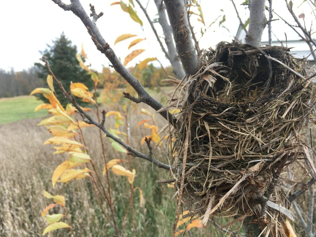 Fall Mulch Nest - Wandering Turkeys, Beckoning Sofa