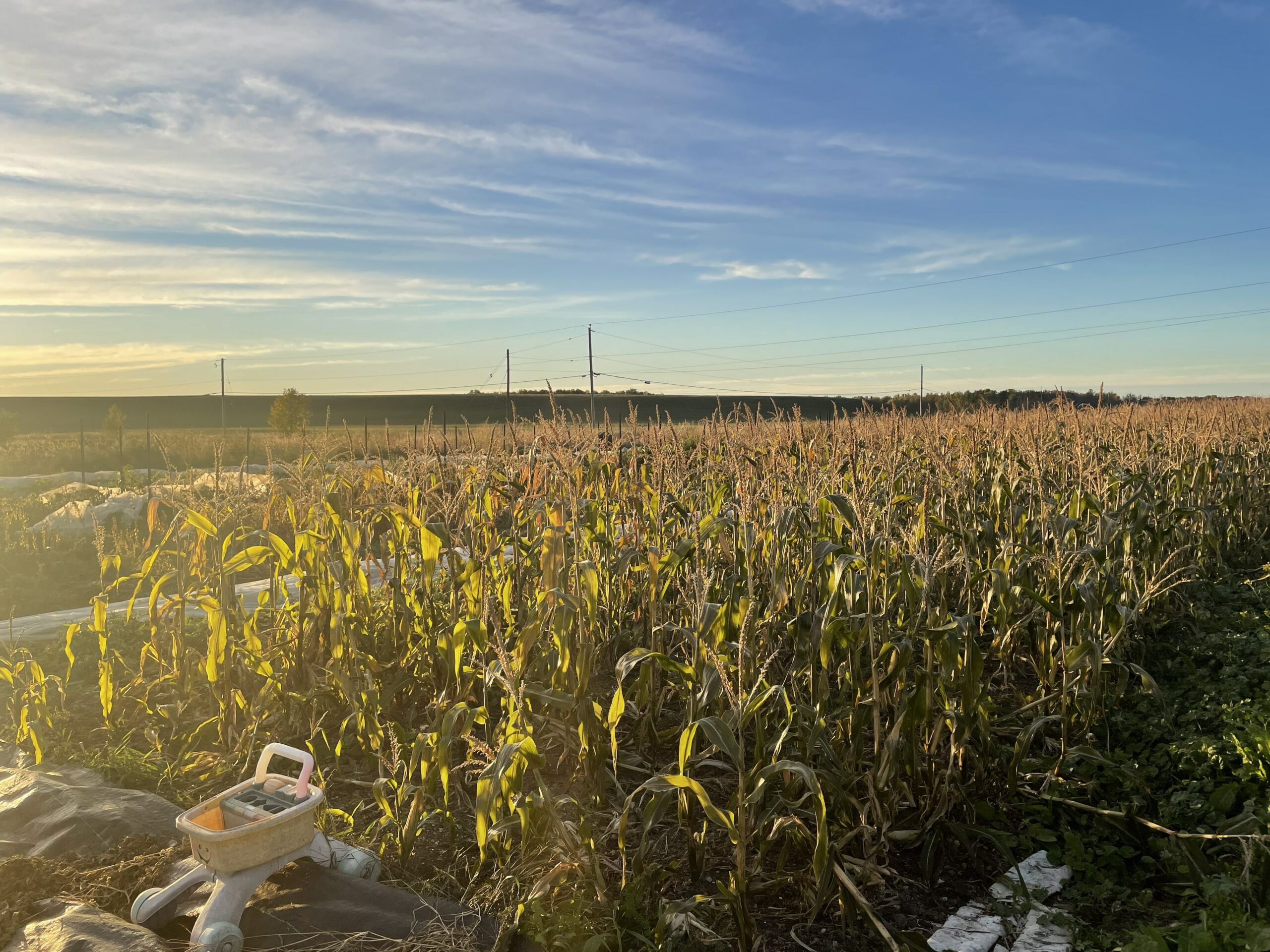 Fall light on the corn