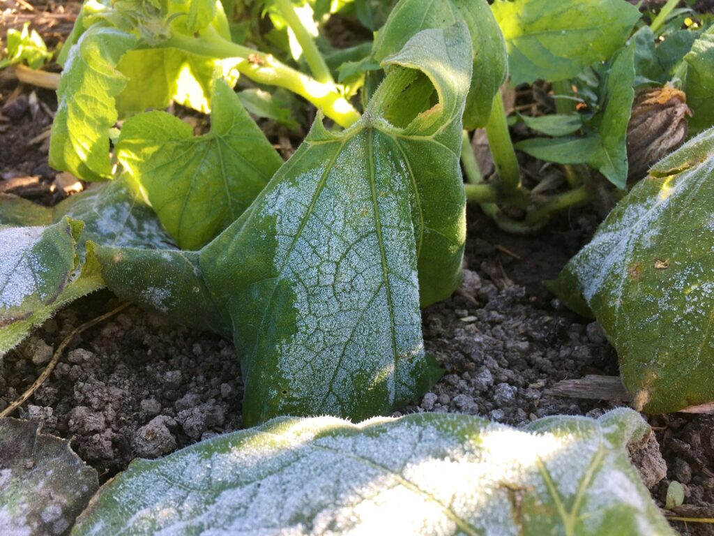 Frosty Leaves