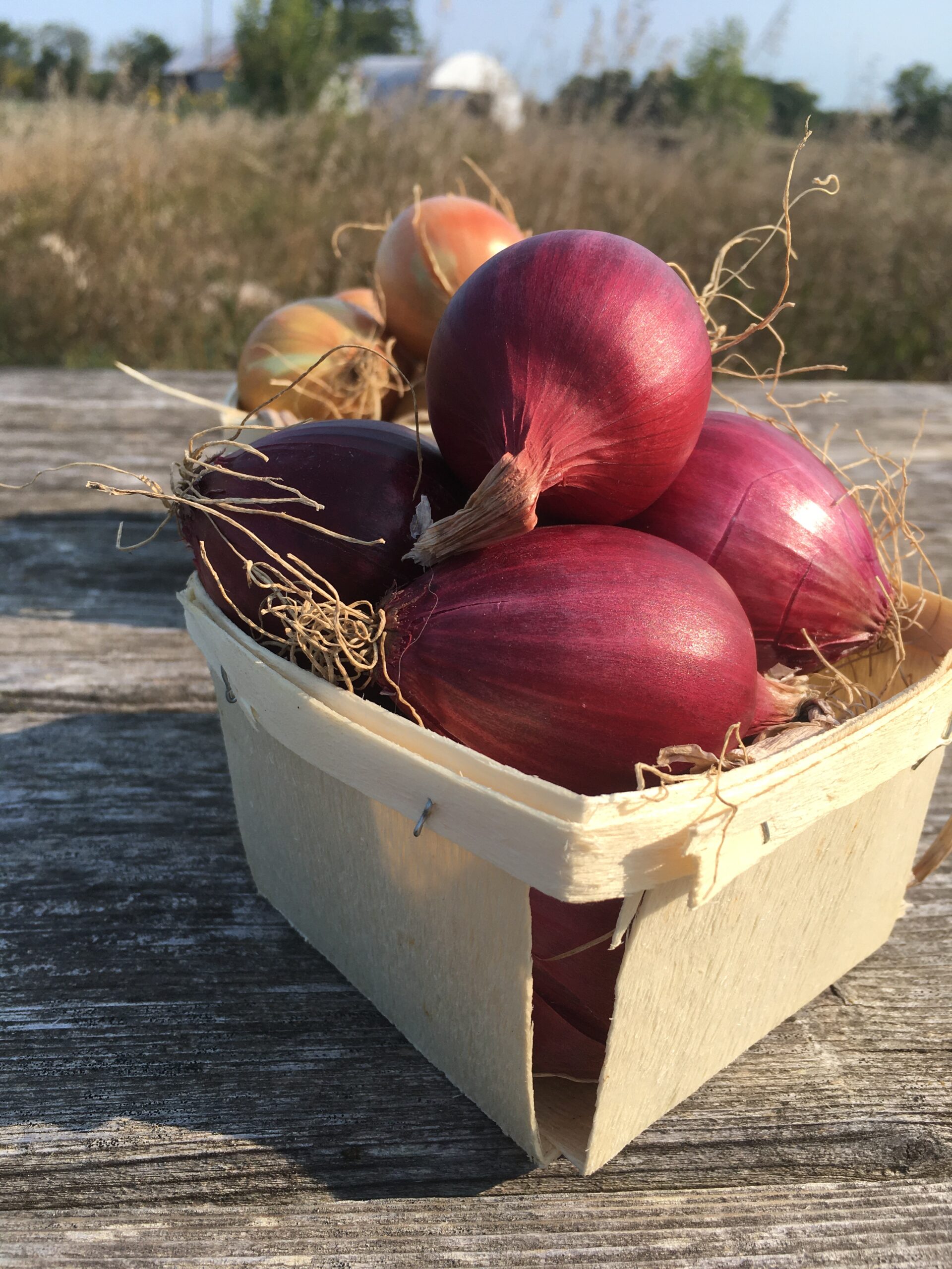 Red Onions Knuckle Down Farm