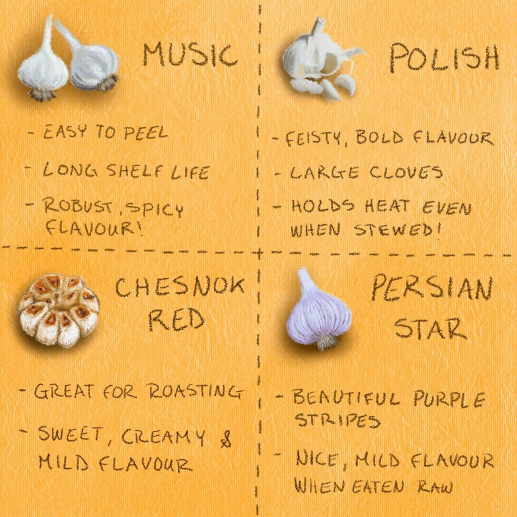 Know Your Garlic - Every Week is Garlic Week 🧄