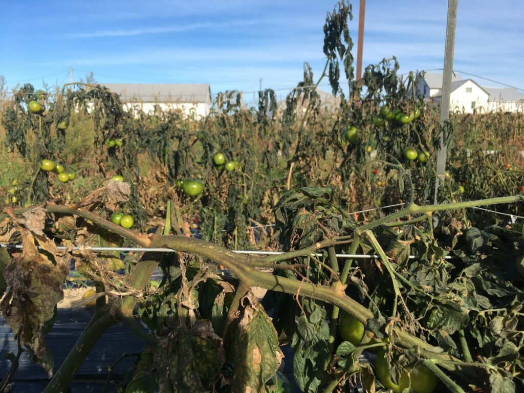 Tomato Plants after a frost 1 - A Frosty Reminder to Give Thanks for the Harvest