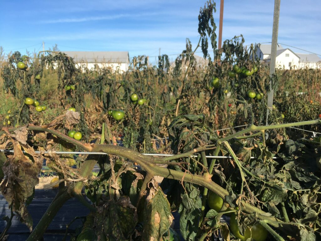 Tomato Plants after a frost 1 - A Frosty Reminder to Give Thanks for the Harvest￼