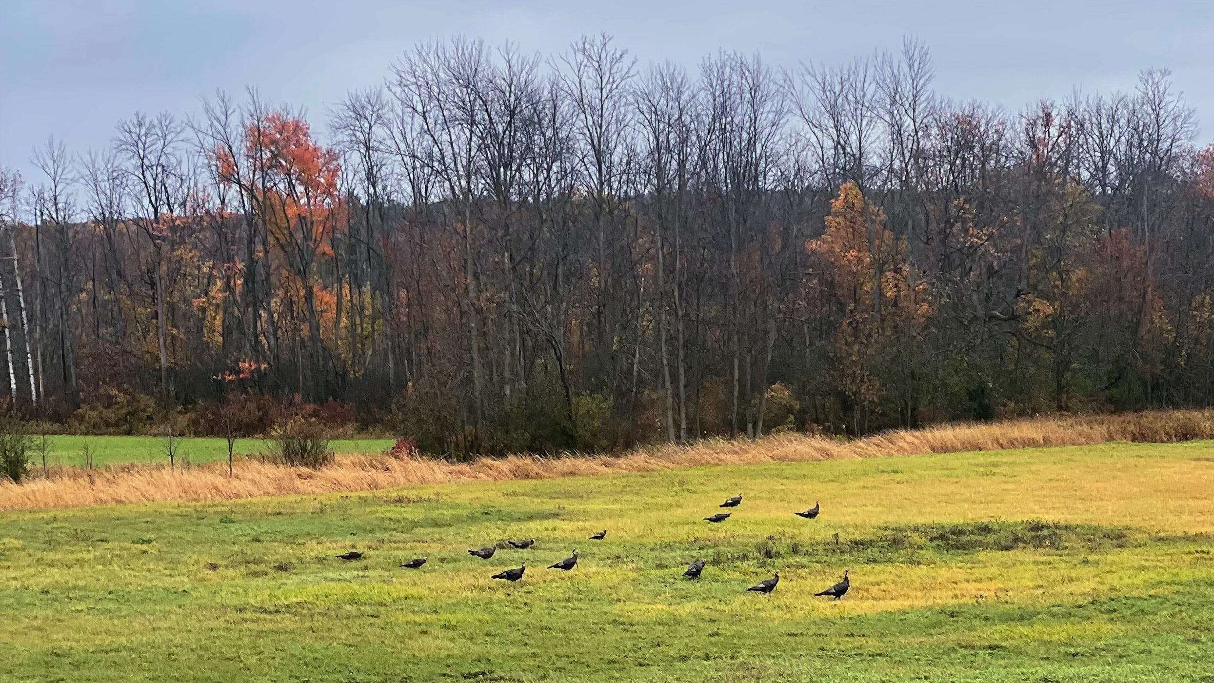 Wandering Turkeys