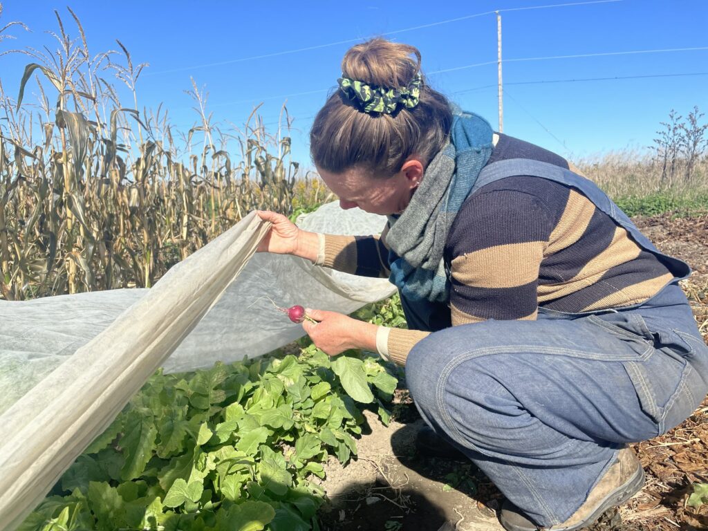 Undercover Radish Inspection - Foliage Status: Splendorous!