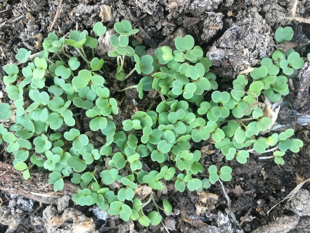 Sprouting Plant of Some Kind - Sign-up now, the first seeds have Sprung!